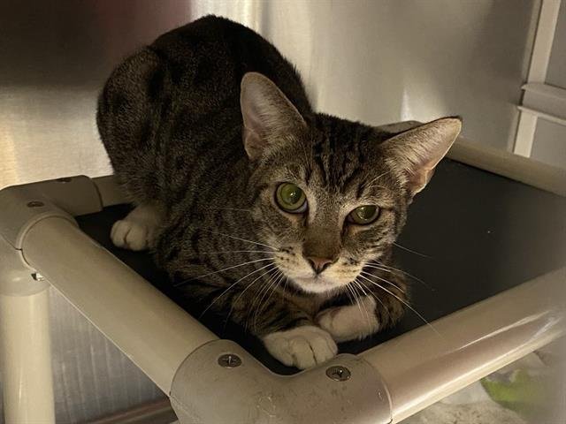 KRIS - Domestic Short Hair available for adoption