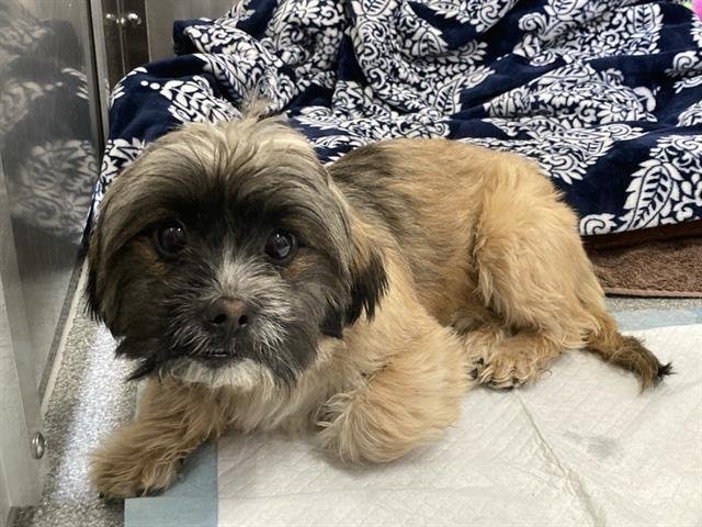 BENJI - Cairn Terrier / Yorkshire Terrier Yorkie available for adoption