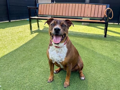 XENA - Pit Bull Terrier available for adoption
