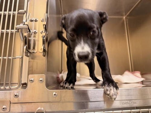 BEE - Pit Bull Terrier / Labrador Retriever available for adoption