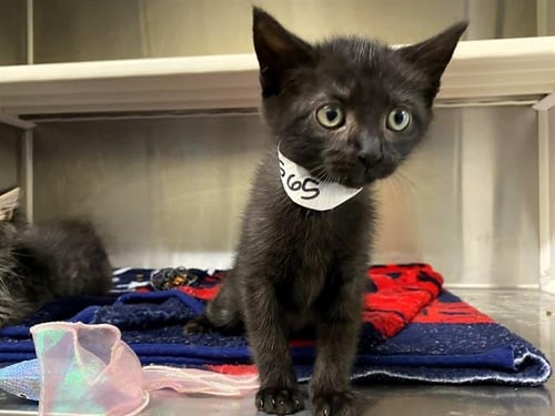 BROOKLYN - Domestic Short Hair available for adoption