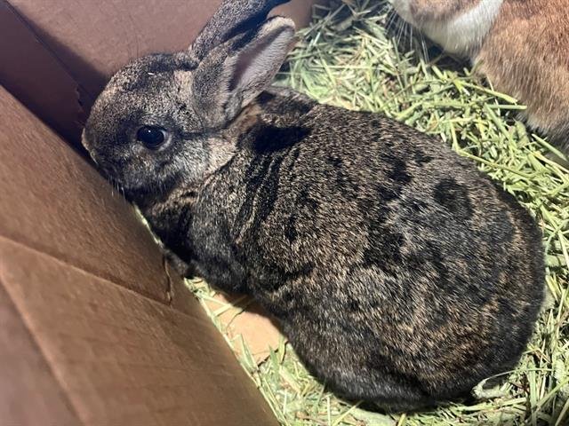 GODIVA - Shorthaired Rabbit available for adoption