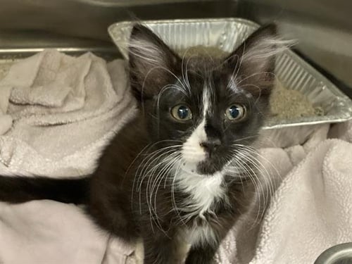 SCOOTS - Domestic Short Hair available for adoption