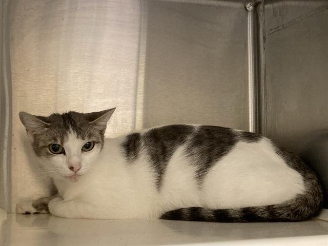 ELLA - Domestic Short Hair available for adoption