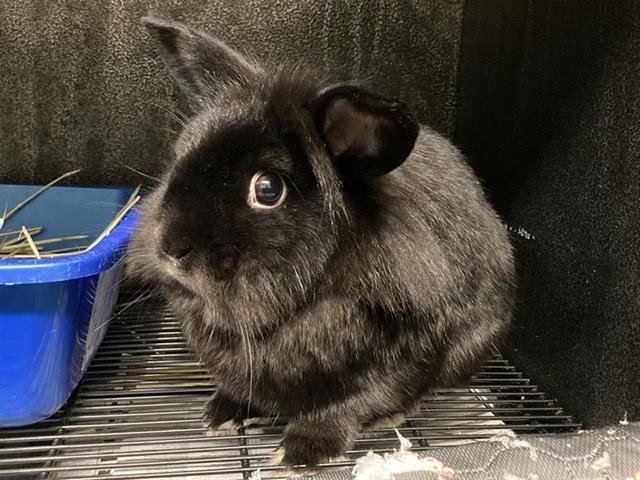 STANLEY - Longhaired Rabbit available for adoption