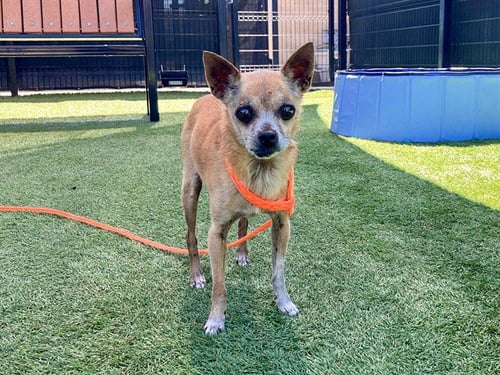 STANLEY - Chihuahua available for adoption