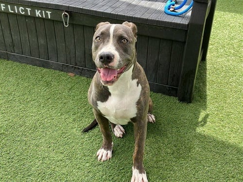 TIGERLILY - Pit Bull Terrier available for adoption