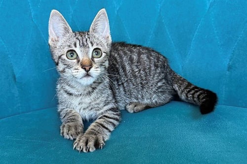 MBAPPE - Domestic Short Hair available for adoption