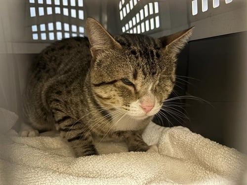 OLIVER - Domestic Short Hair available for adoption