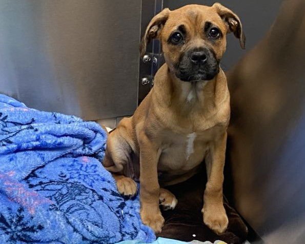 CATALINA - Boxer available for adoption