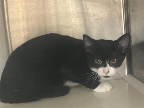 RAIDEN - Domestic Short Hair available for adoption