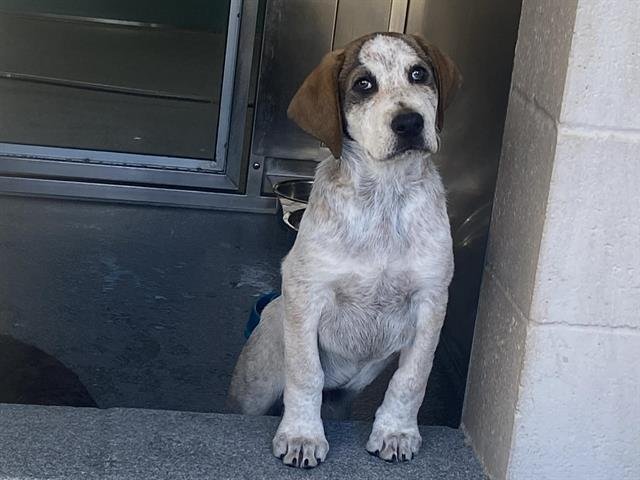 REMMINGTON - English Coonhound available for adoption