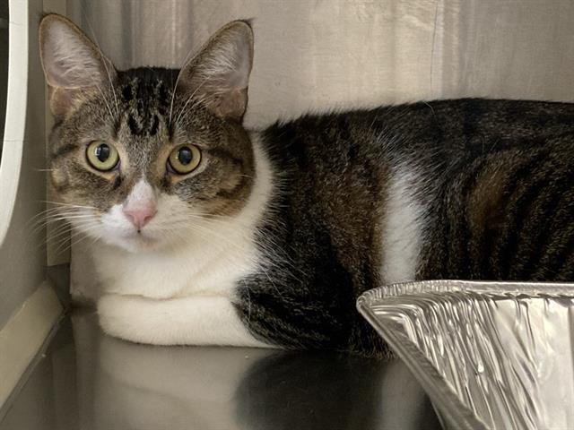 SAVANNAH - Domestic Short Hair available for adoption