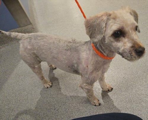 MANDY - Poodle (Miniature) / Yorkshire Terrier Yorkie available for adoption