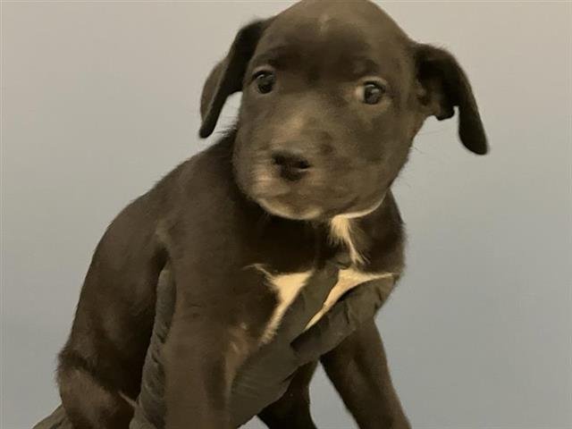 OSO - Labrador Retriever available for adoption