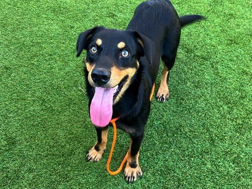 RILEY - Australian Kelpie available for adoption
