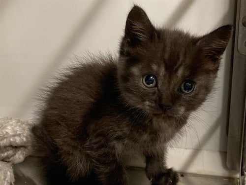CIDER  *337* - Domestic Short Hair available for adoption