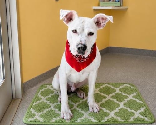 KABU - Boxer / Labrador Retriever available for adoption