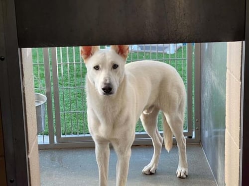 CANNOLI - German Shepherd Dog available for adoption