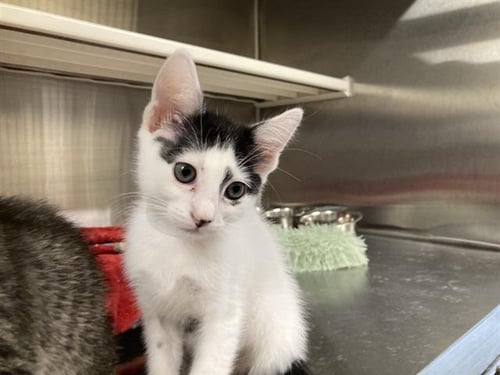 TINA - Domestic Short Hair available for adoption