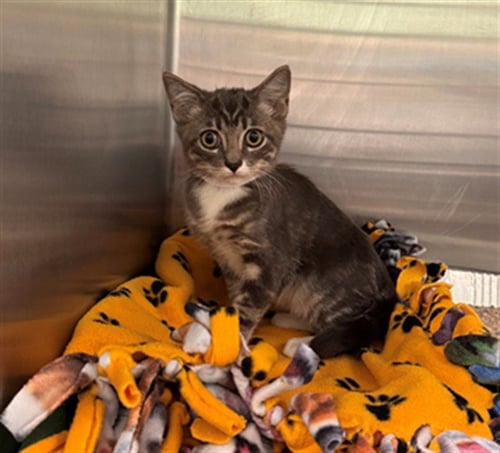 ENDEL - Domestic Short Hair available for adoption