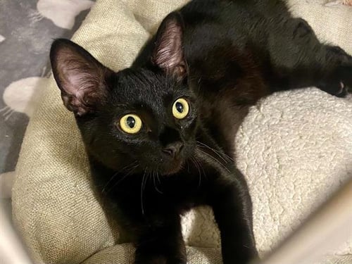 BLACK MOON - Domestic Short Hair available for adoption