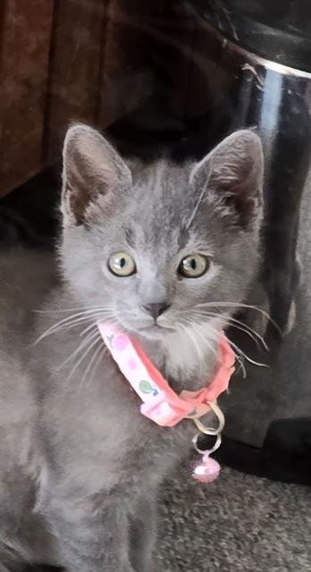 BRIGITTE - Domestic Short Hair available for adoption