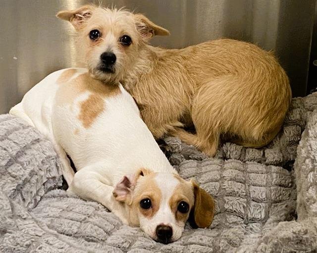 PAISLEY - Norwich Terrier available for adoption