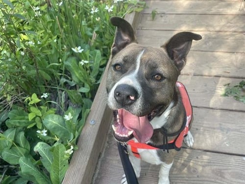 DYLAN - Pit Bull Terrier available for adoption