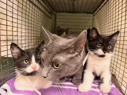 PEPPA PIG - Domestic Short Hair available for adoption