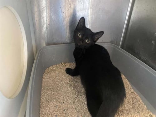 PEPPA PIG - Domestic Short Hair available for adoption