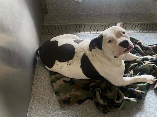 KYLO - American Bulldog available for adoption