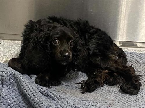 ANAKIN - Cocker Spaniel available for adoption