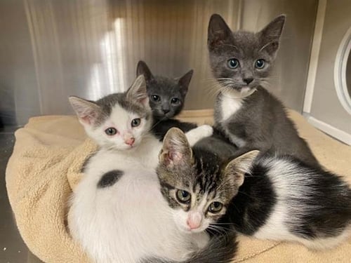 AVALON - Domestic Short Hair available for adoption