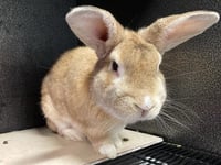 EEPHUS - Photo 1