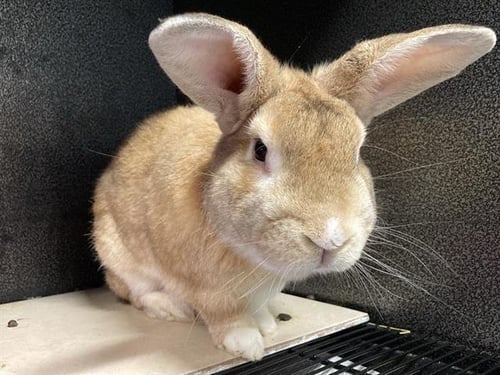 EEPHUS - Shorthaired Rabbit available for adoption