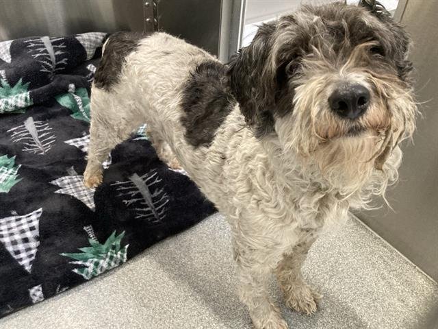 BAILEY - Miniature Schnauzer / Poodle (Miniature) available for adoption