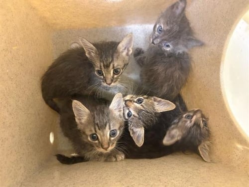 LITTER COMIC CON - Domestic Medium Hair available for adoption
