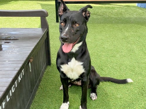 TALLY - Pit Bull Terrier available for adoption