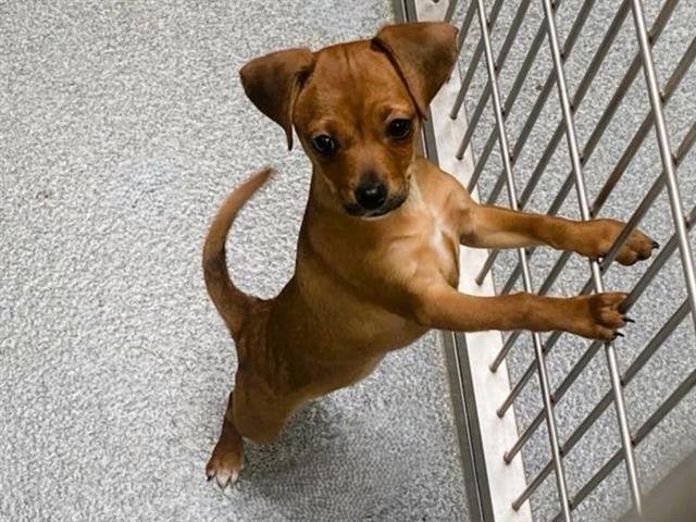 SIERRA - Dachshund available for adoption