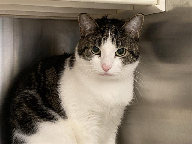 SYLVIE - Domestic Short Hair available for adoption