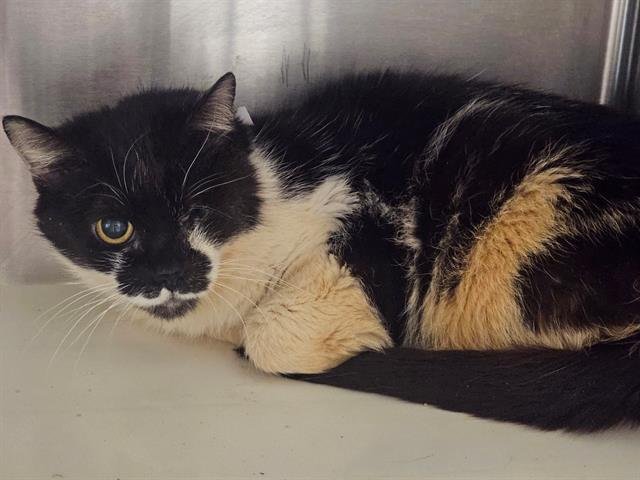 PRINCESSA - Domestic Long Hair available for adoption