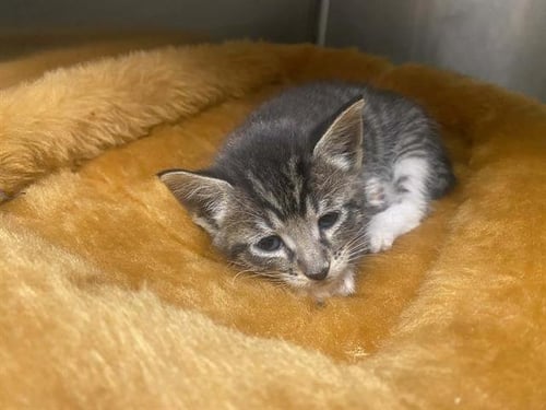 THEODORE - Domestic Short Hair available for adoption