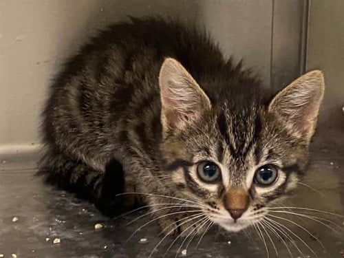 OLIVE - Domestic Short Hair available for adoption
