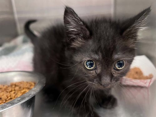SABRINA - Domestic Short Hair available for adoption