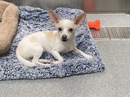 ANNIE - Chihuahua available for adoption