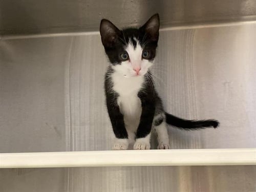 FIGARO - Domestic Short Hair available for adoption