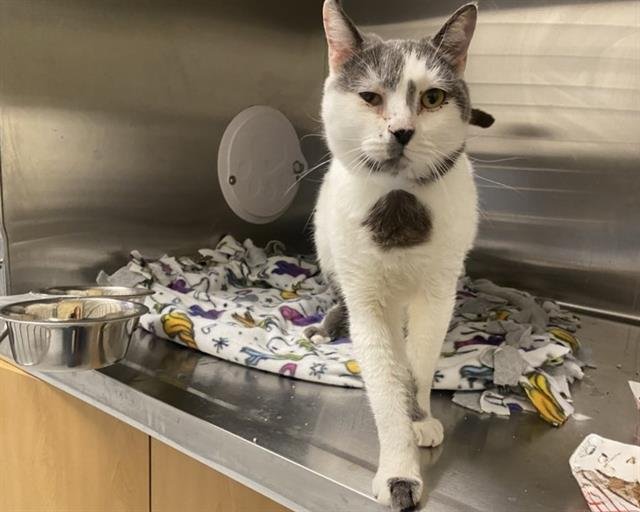 PURRIGNON - Domestic Short Hair available for adoption