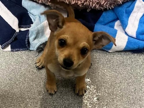 BEAN - Chihuahua available for adoption