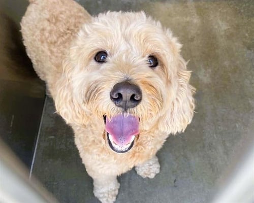 BAM BAM - Golden Retriever / Poodle (Standard) available for adoption